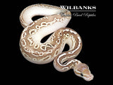 Pewter Fire Baker Special Ball Python ♀ '26
