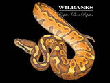Orange Crush Black Fire Enchi Ball Python ♂ '26