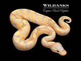 Banana Fire Ball Python ♂ '26