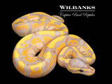 Banana Ball Python ♂ '26