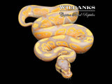 Banana Ball Python ♂ '26
