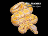 Banana Ball Python ♀ '26
