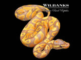 Banana Orange Dream Yellow Belly Ball Python ♂ '26