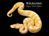 Lavender Albino 100% Het. VPI Axanthic Ball Python ♂ '26