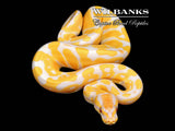 Lavender Albino 100% Het. VPI Axanthic Ball Python ♀ '26