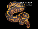 Stranger Yellow Belly Ball Python ♀ '26