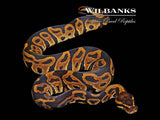 Leopard 100% Het. Lavender Albino Ball Python ♂ '26