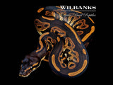 Blackhead 100% Het. Lavender Albino Ball Python ♀ '26