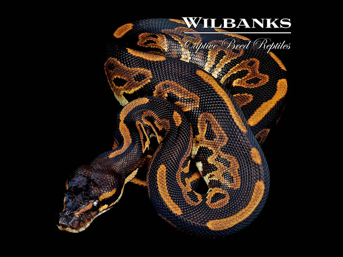 Blackhead 100% Het. Lavender Albino Ball Python ♀ '26