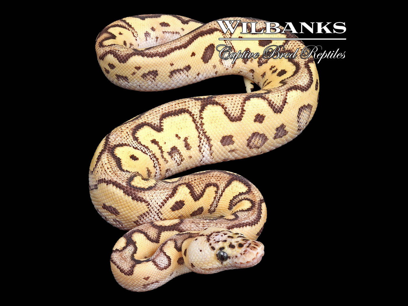 Firefly Clown Ball Python ♂ '24