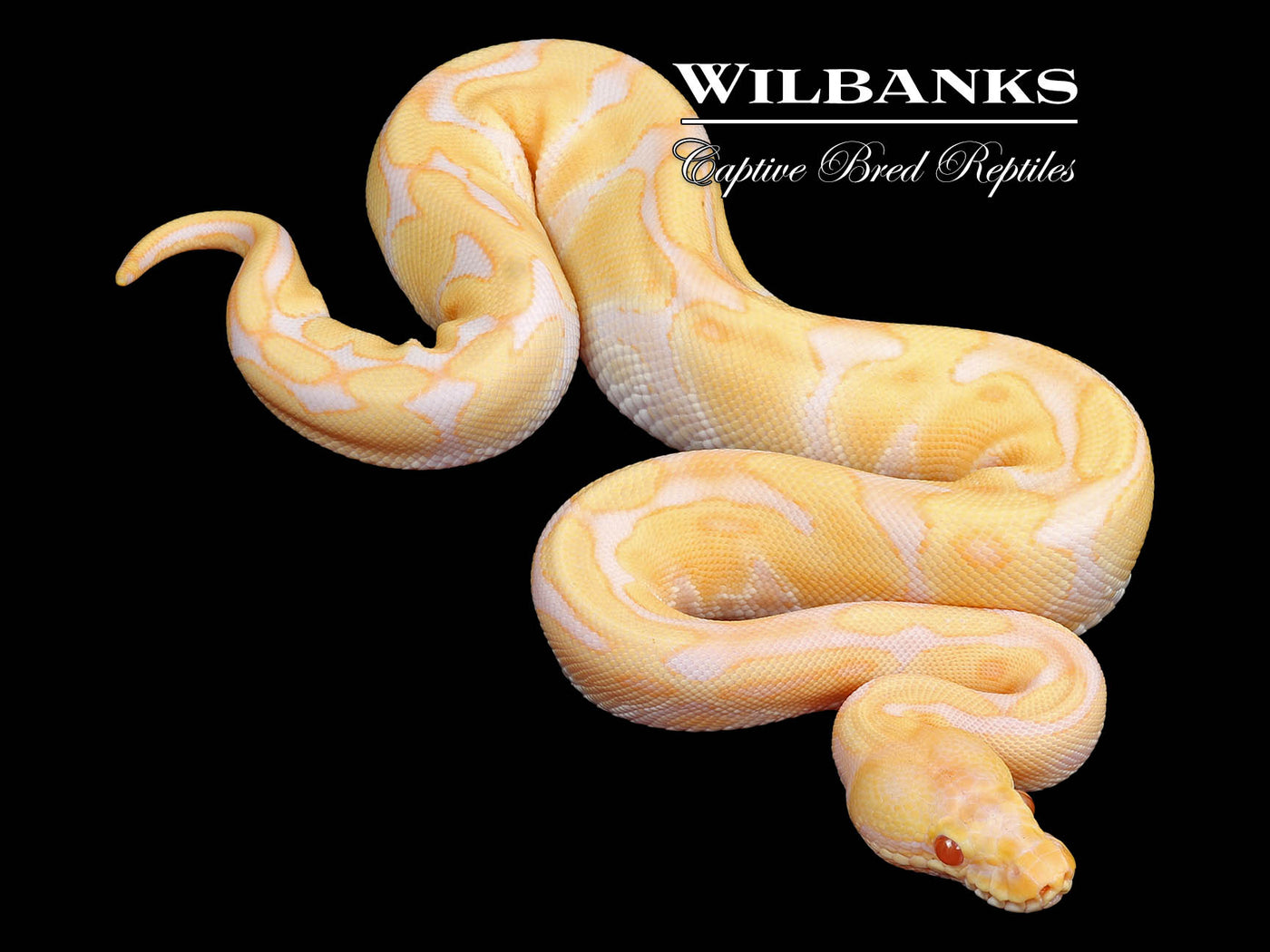 Albino Enchi Ball Python ♀ '24