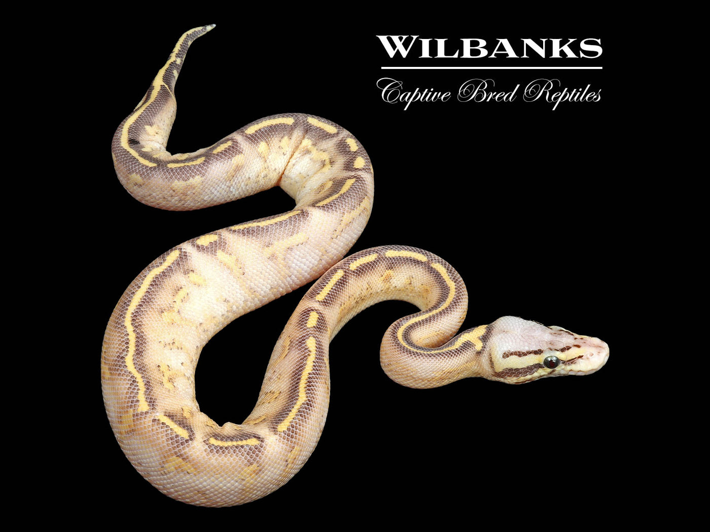 Pastel Highway Ball Python ♂ '24