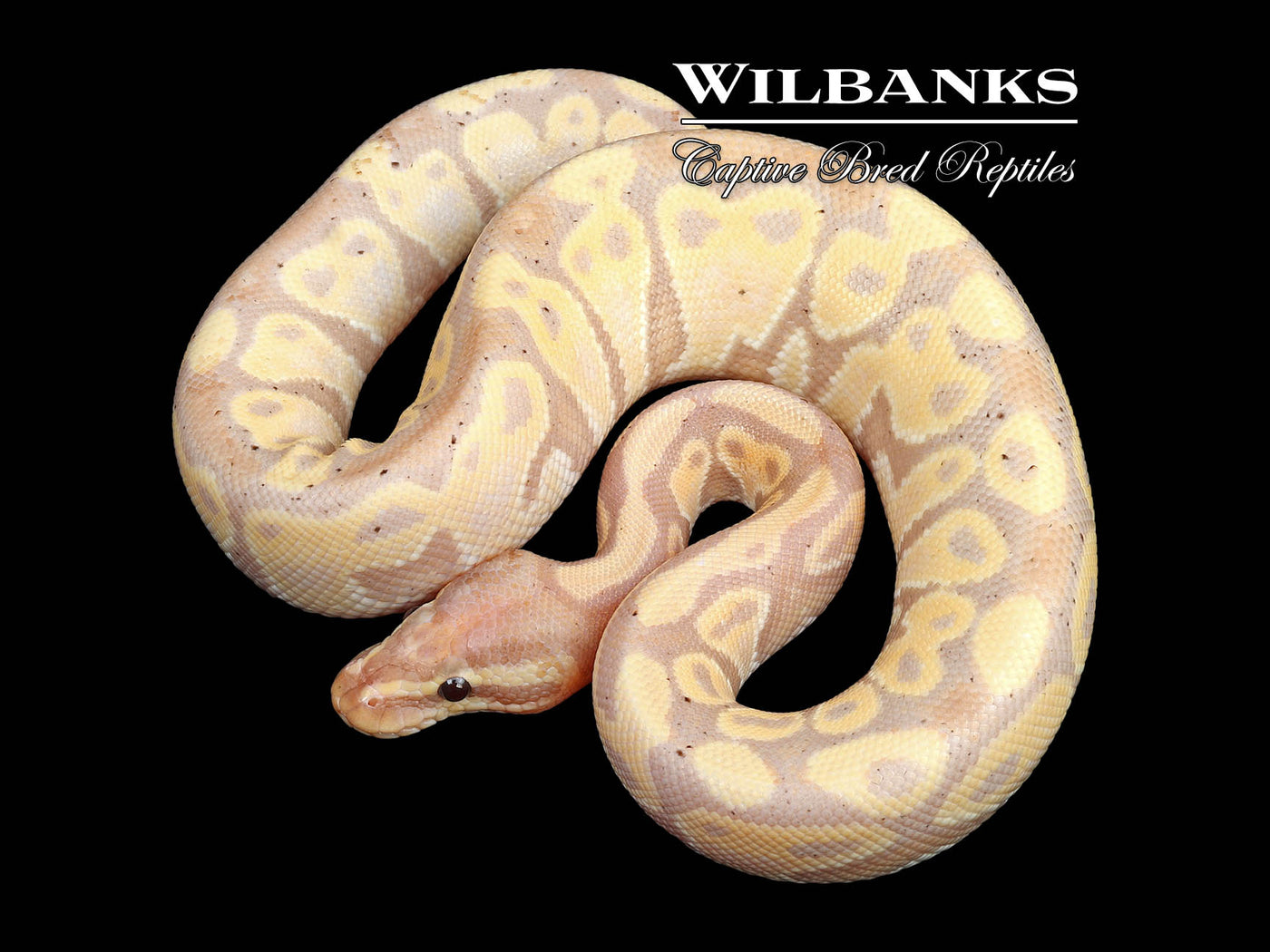 Banana 100% Het. Clown Ball Python ♂ '24