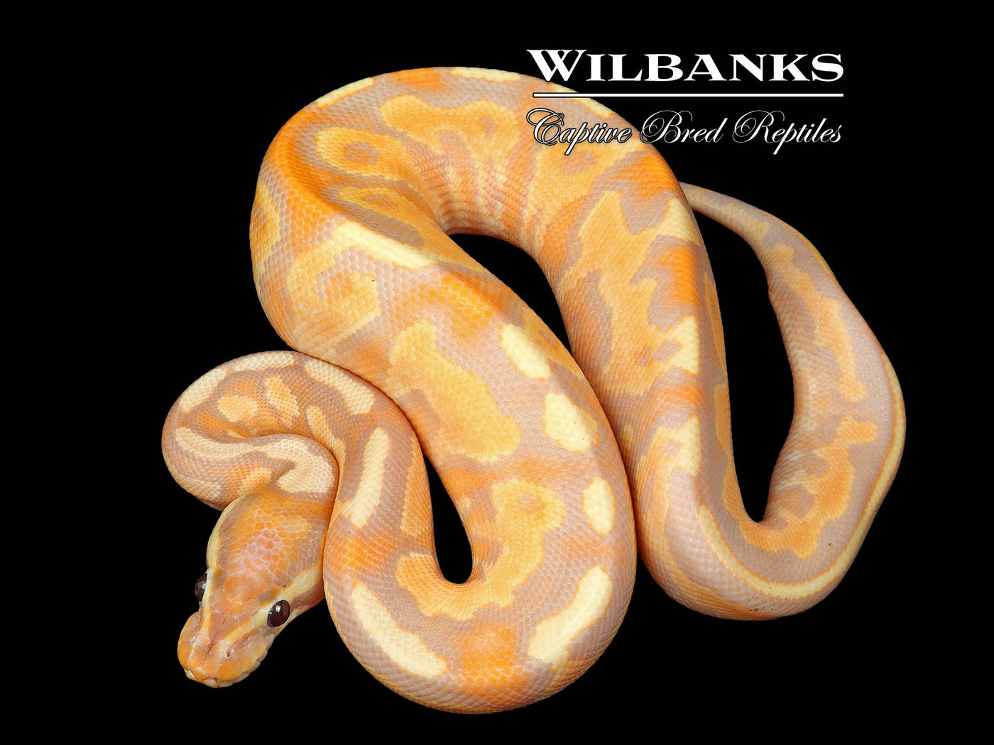 Banana Black Fire Yellow Belly Enchi Ball Python ♂ '24