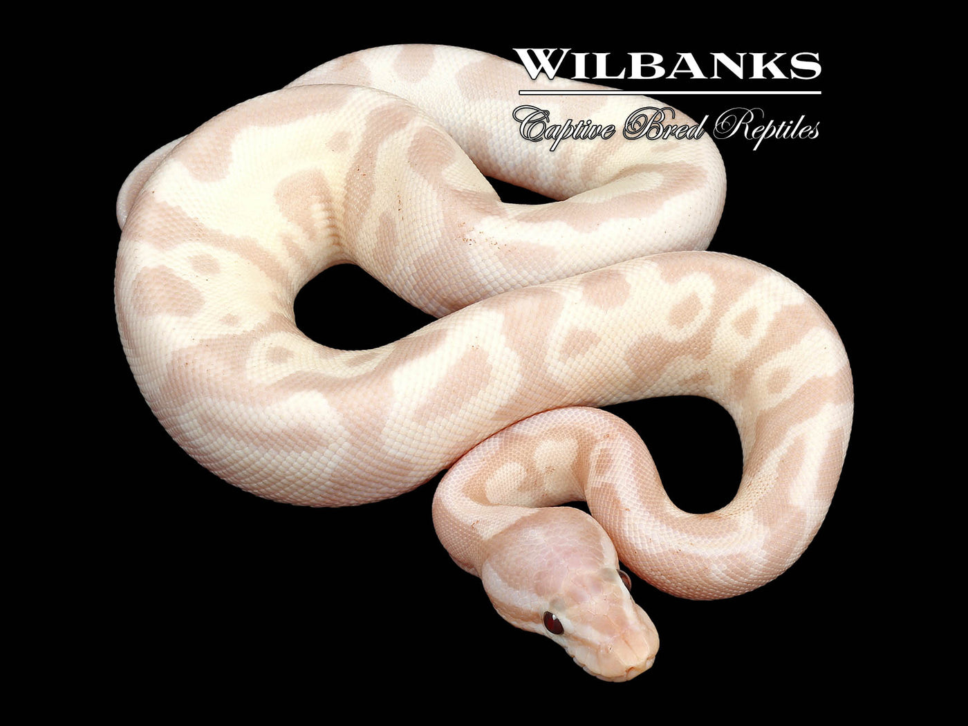 Super Banana Fire Leopard 100% Het. Clown Ball Python ♂ '24