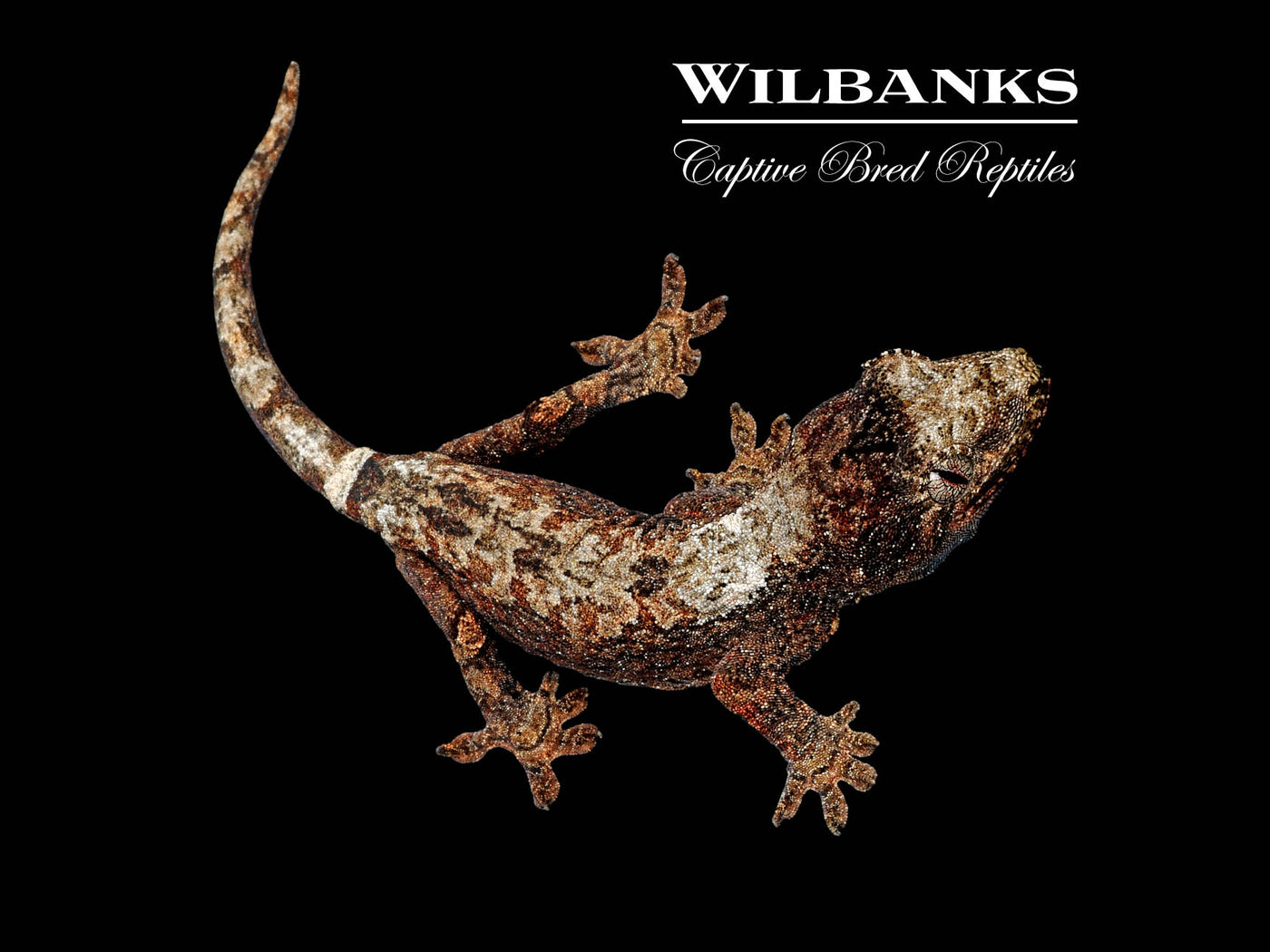 White Collar Pine Island Chahoua Gecko (Vincent X Fabienne) '25