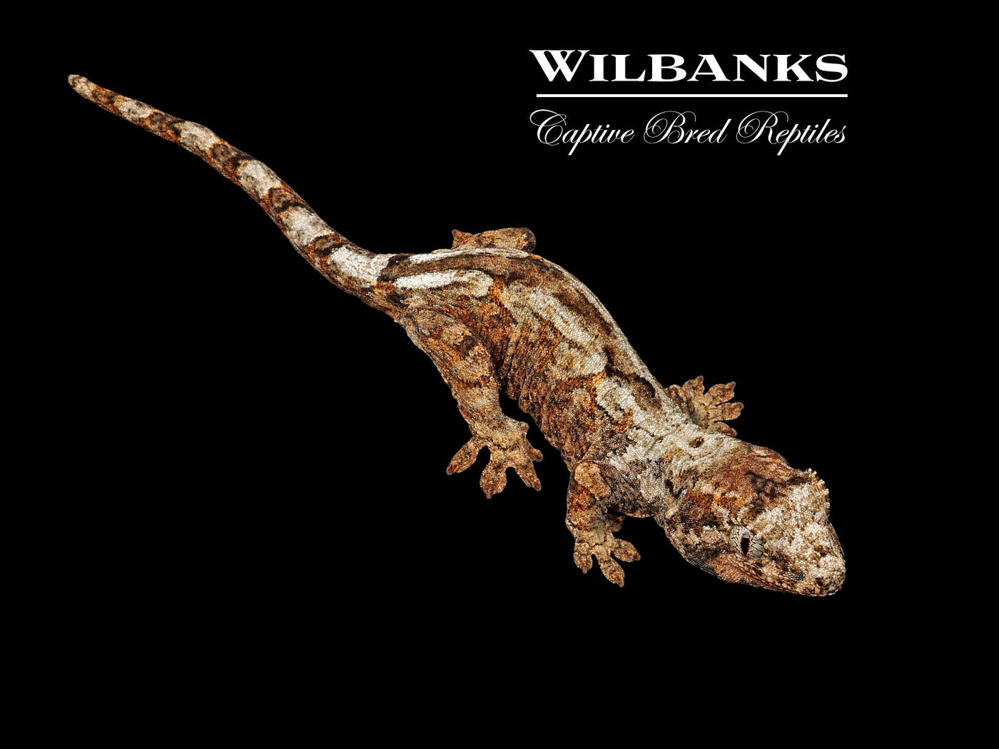 Pine Island Chahoua Gecko (Esteban X Karen) '25