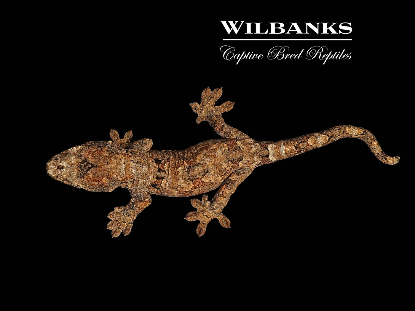 Pine Island Chahoua Gecko (Butch X Esmeralda) '25