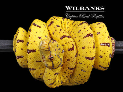 USCBB Green Tree Python (Merauke X Lereh) '24