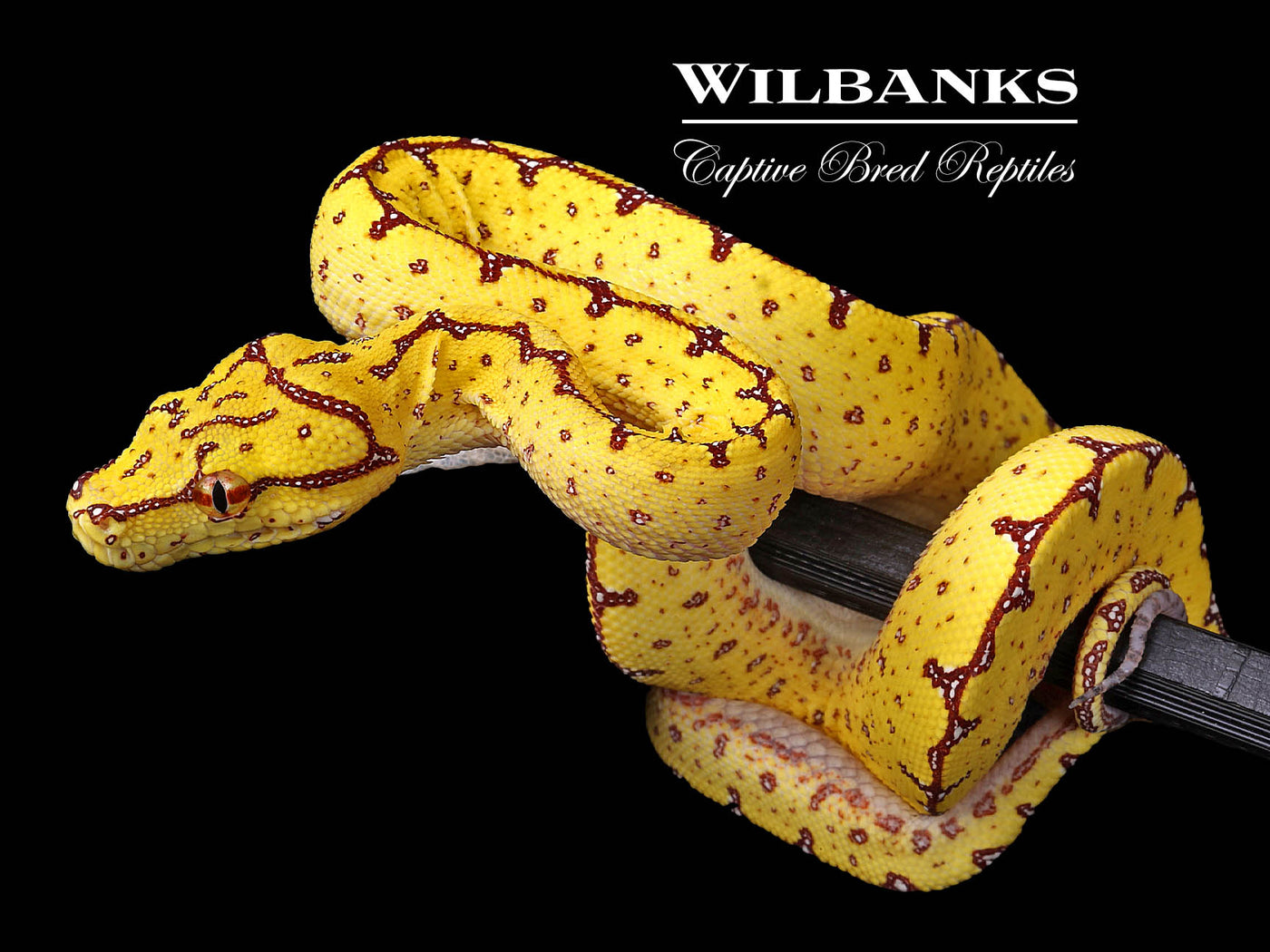 USCBB Jayapura Green Tree Python  '24