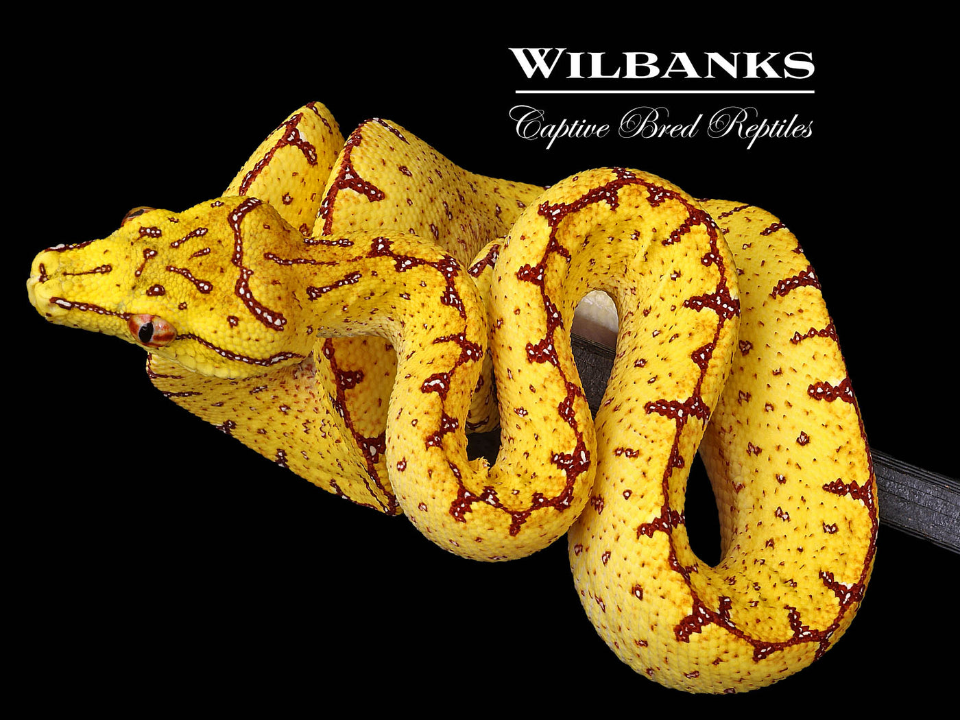 USCBB Jayapura Green Tree Python  '24