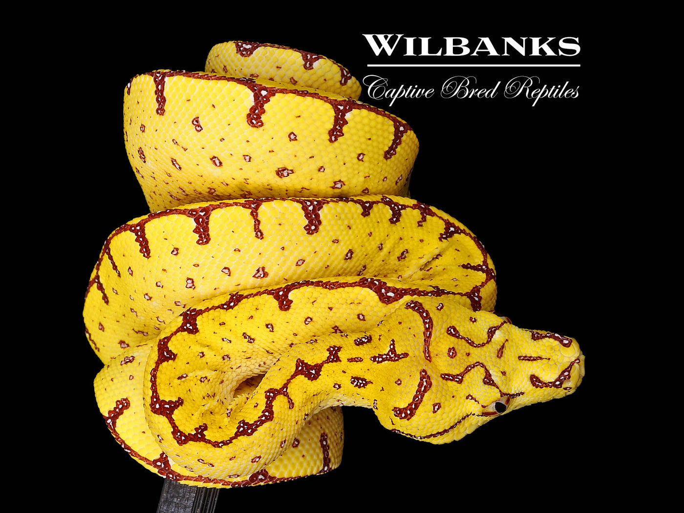 USCBB Jayapura Green Tree Python  '24