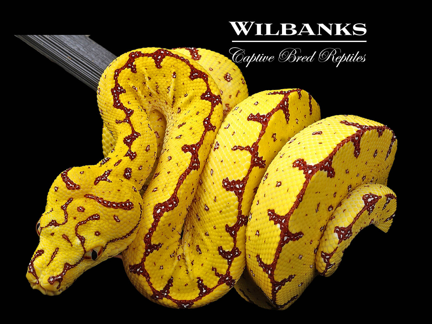 USCBB Jayapura Green Tree Python  '24