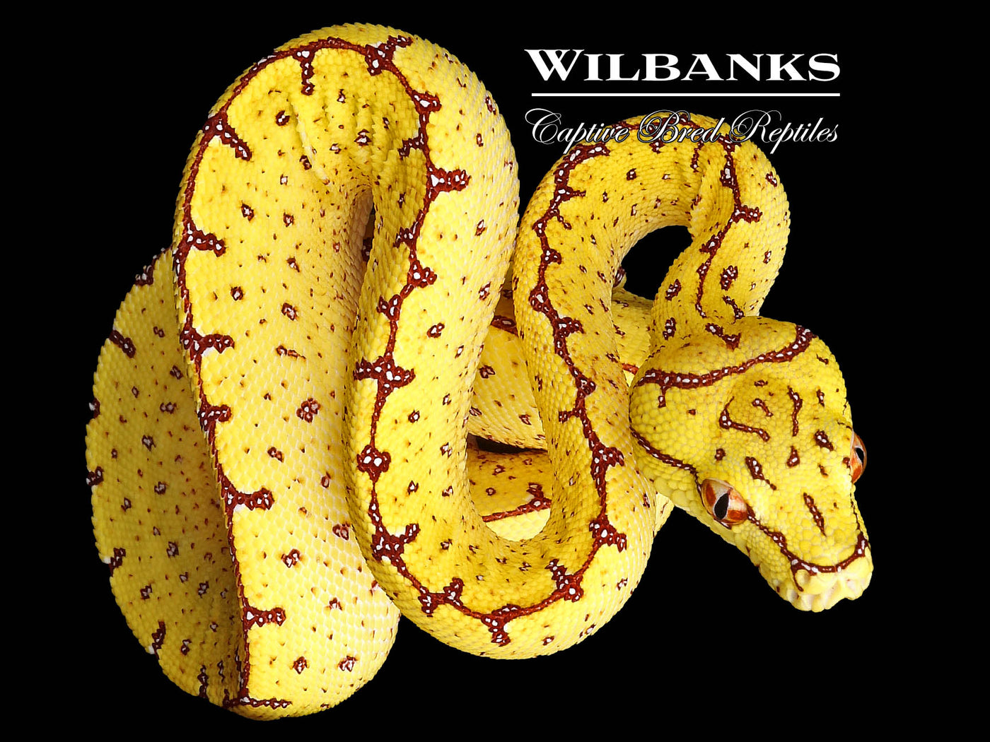 USCBB Jayapura Green Tree Python  '24