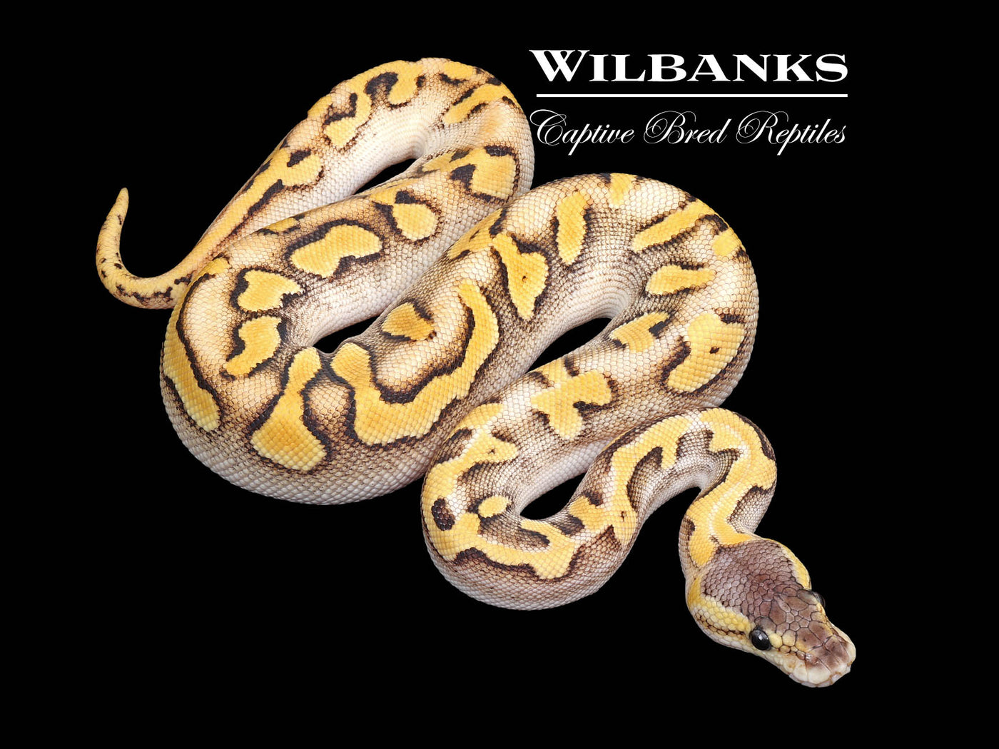 Blackhead Champagne Pastel Enchi Ball Python ♀ '25