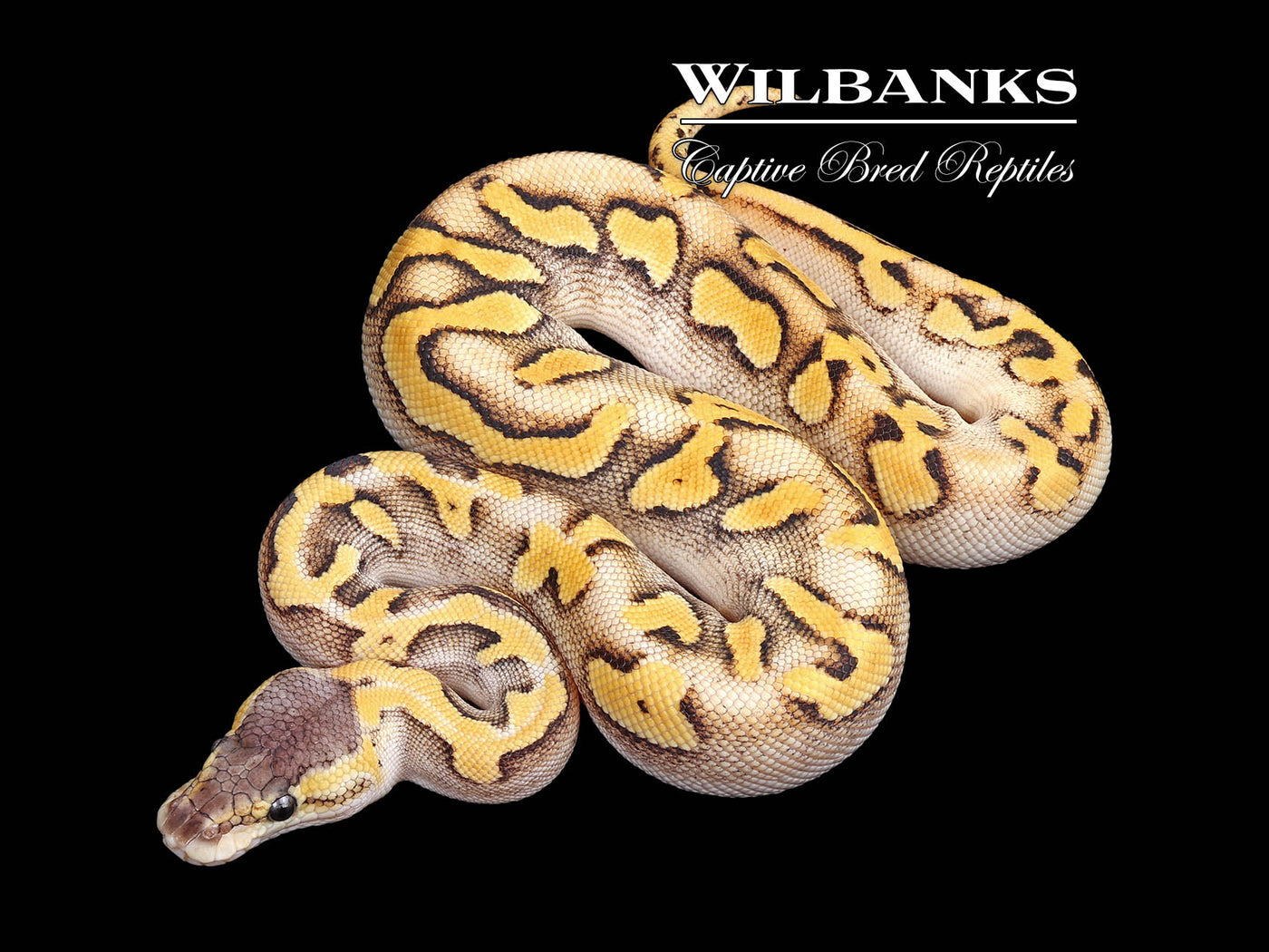 Blackhead Champagne Pastel Enchi Ball Python ♀ '25
