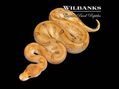 Champagne Enchi Clown Ball Python ♀ '25