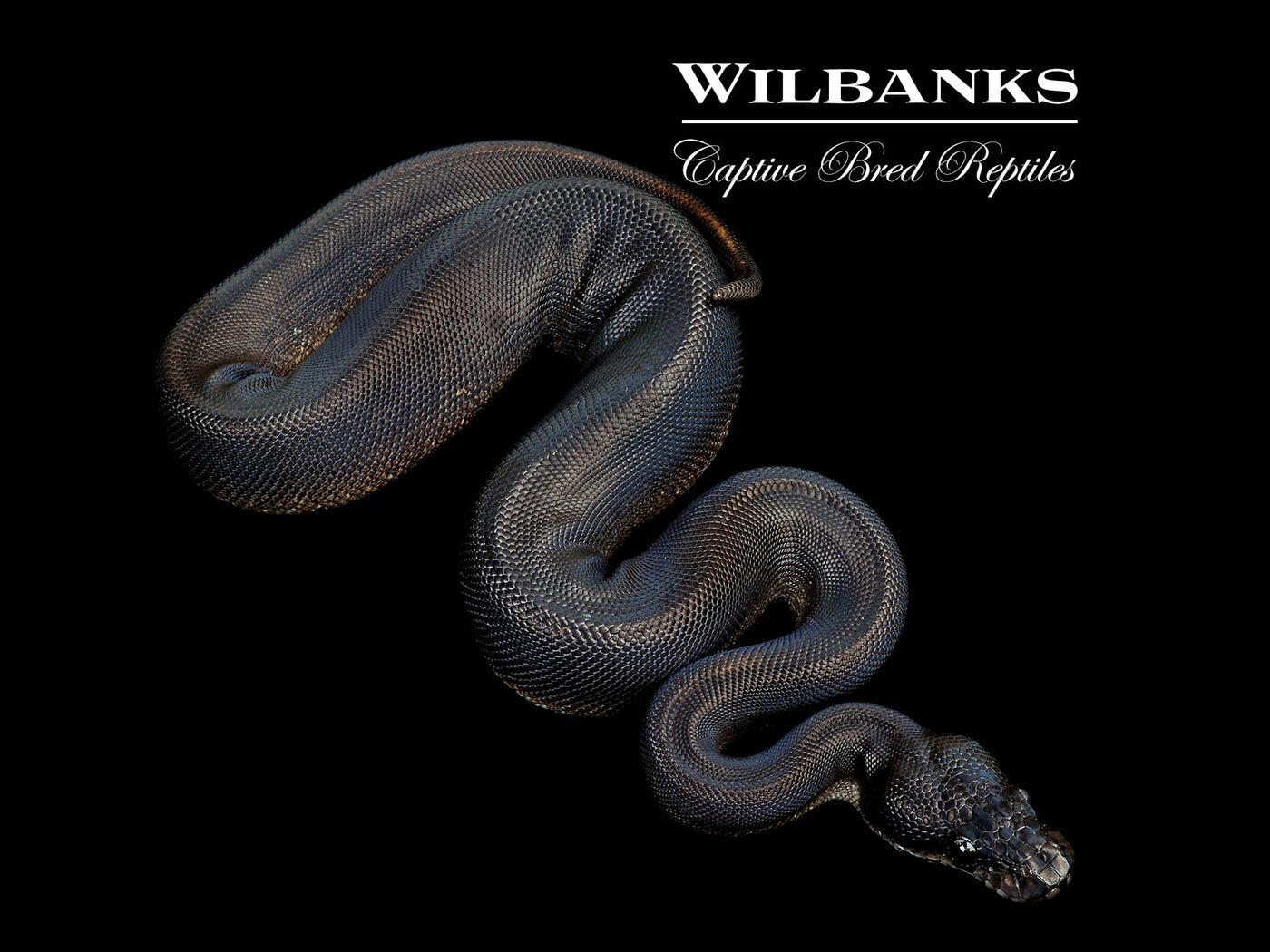 Obsidian Mystic Ball Python ♀ '25