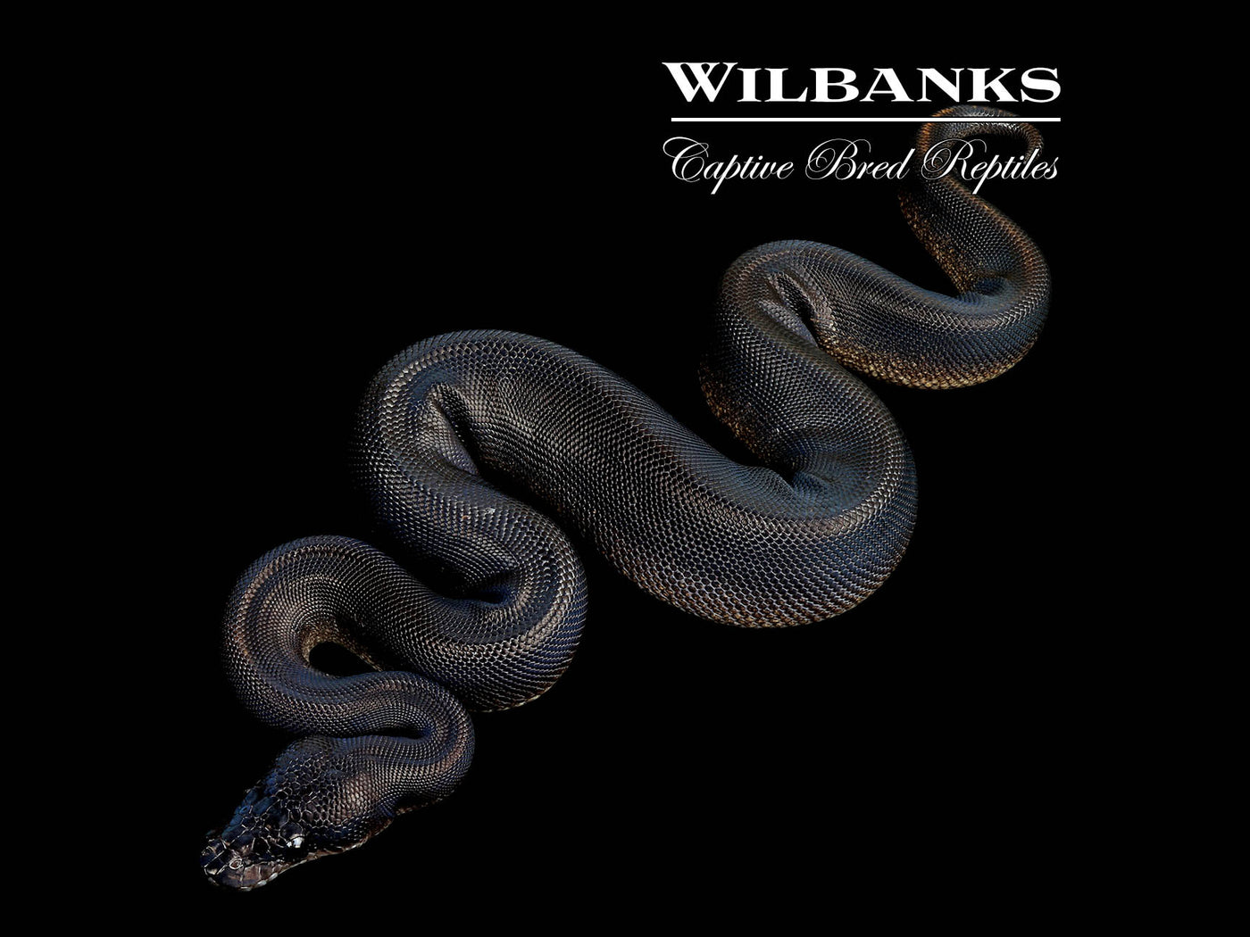 Obsidian Mystic Ball Python ♀ '25