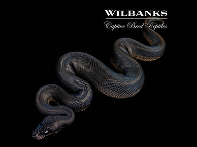 Obsidian Mystic Ball Python ♀ '25