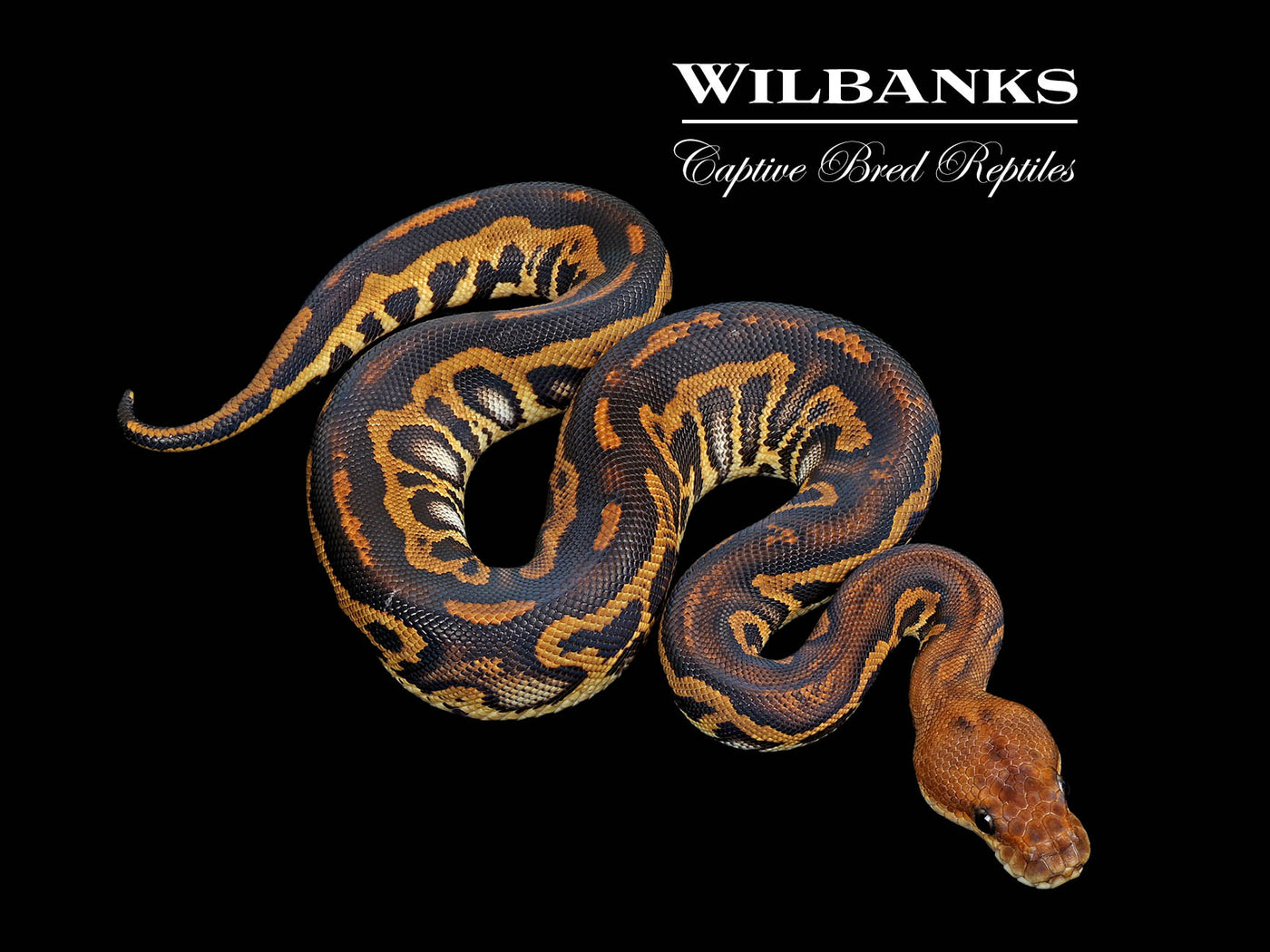 Stranger Leopard Clown Ball Python ♀ '25