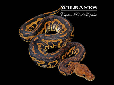 Stranger Leopard Clown Ball Python ♀ '25