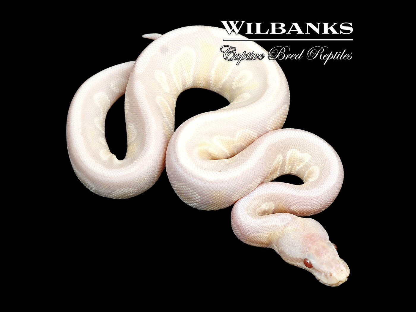 Stranger Lavender Snow Ball Python ♀ '25
