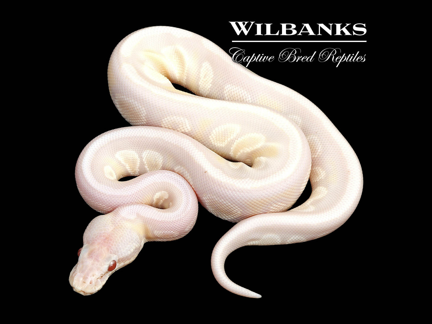 Stranger Lavender Snow Ball Python ♀ '25
