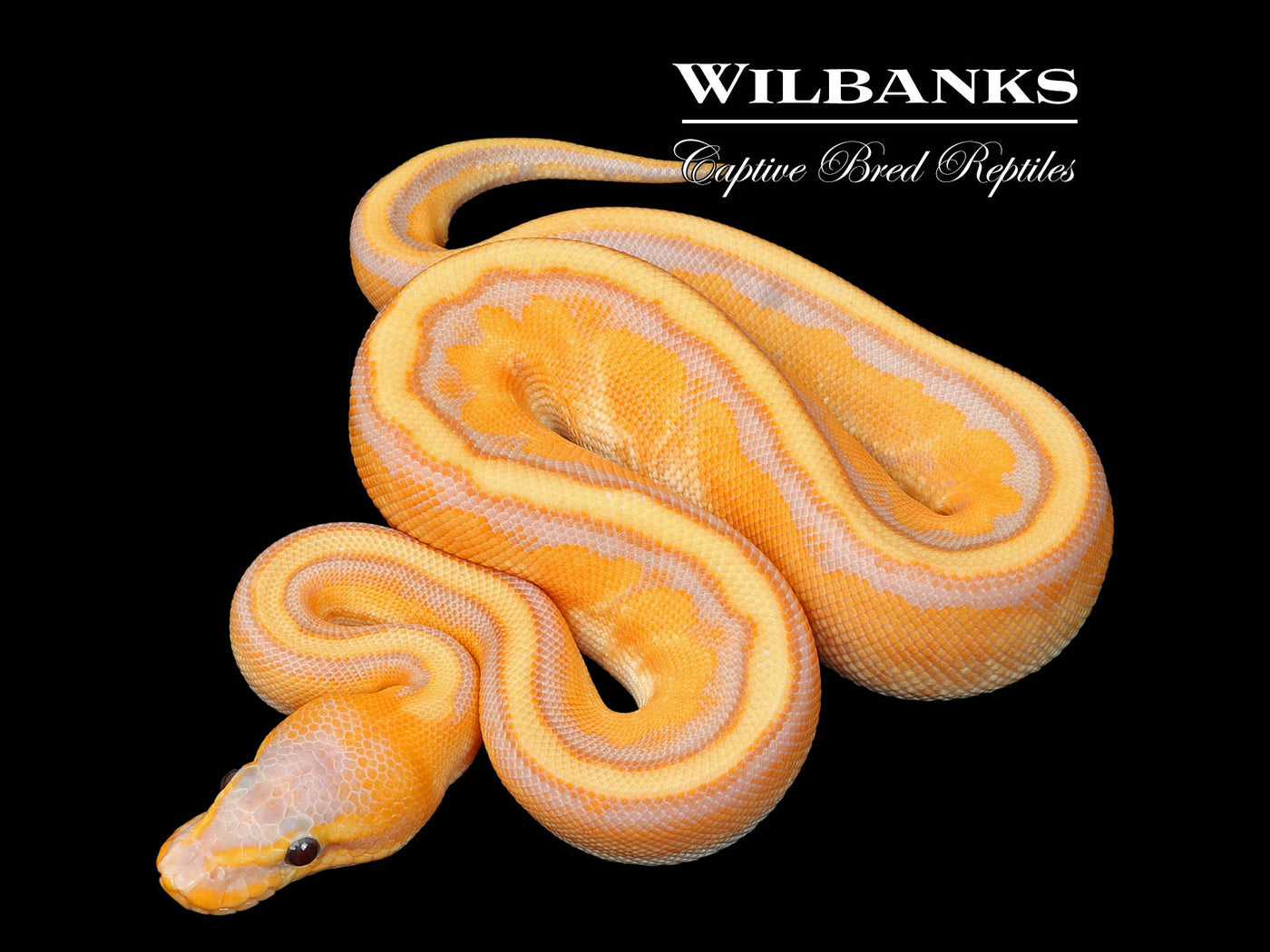 Genetic Stripe 100% Het. Clown Banana (Female Maker) Yellow Belly Ball Python ♂ '25