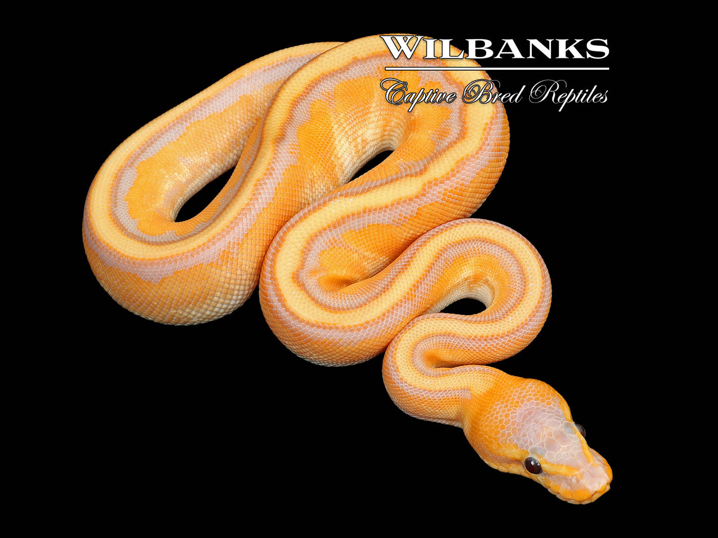 Genetic Stripe 100% Het. Clown Banana (Female Maker) Yellow Belly Ball Python ♂ '25