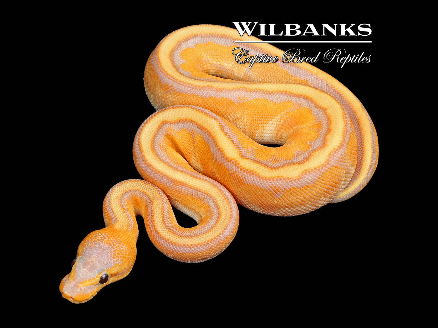 Genetic Stripe 100% Het. Clown Banana (Female Maker) Yellow Belly Ball Python ♂ '25