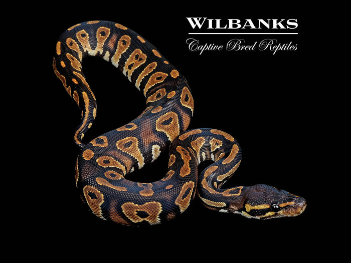 Blackhead 100% Het. Pied Ball Python ♀ '26