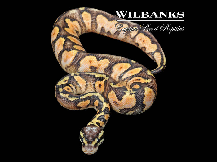 Pastel Sugar Ball Python ♂ '26