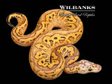 Pastel Sugar Gravel Clown Ball Python ♂ '26