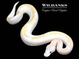 Banana Super Fire Ball Python ♂ '26