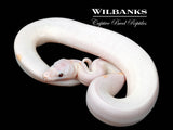 Banana Super Fire Ball Python ♂ '26