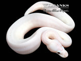 Banana Super Fire Ball Python ♂ '26