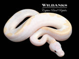 Banana Super Fire Ball Python ♂ '26