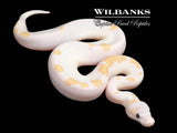 Super Fire Ball Python ♀ '26