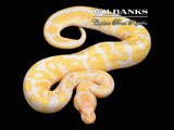 Candy Leopard Ball Python ♀ '26
